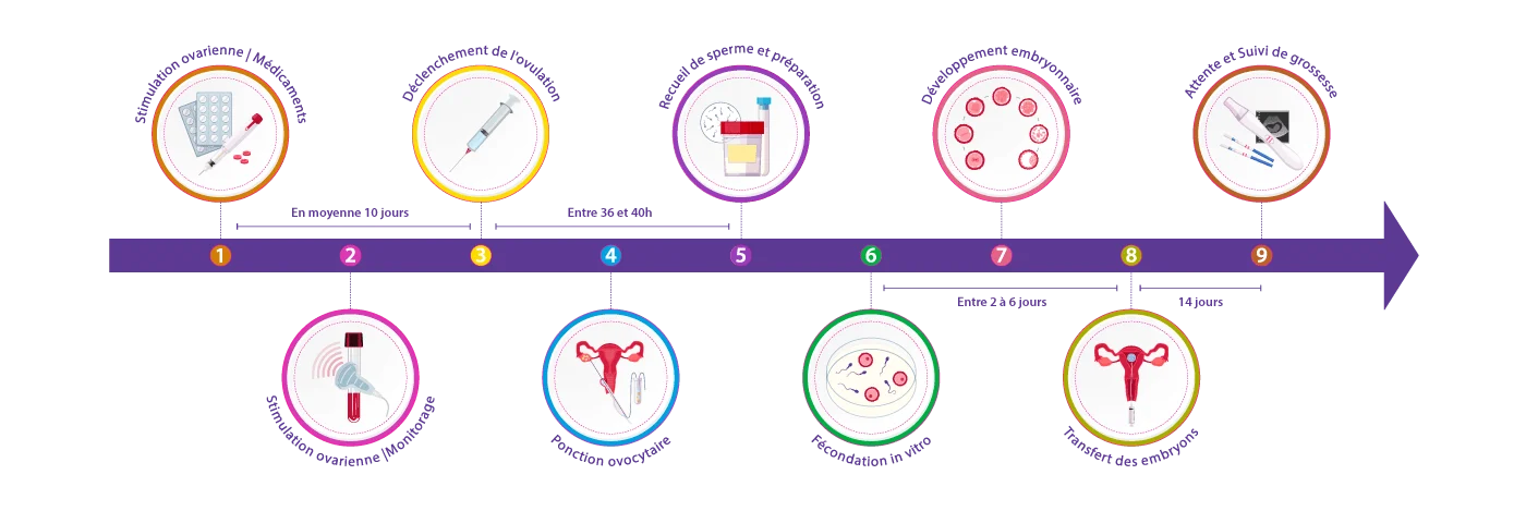 Schéma des étapes de la fécondation in vitro (FIV) développé par IRIFIV Casablanca