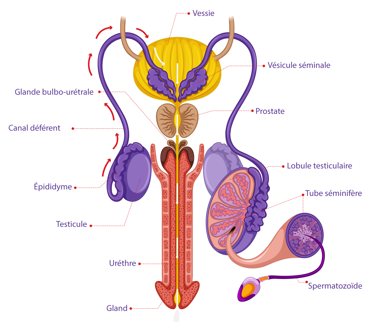 Appareil reproducteur masculin et cheminement des spermatozoïdes – IRIFIV Casablanca Illustration du système reproducteur masculin et du parcours des spermatozoïdes jusqu’à la fécondation