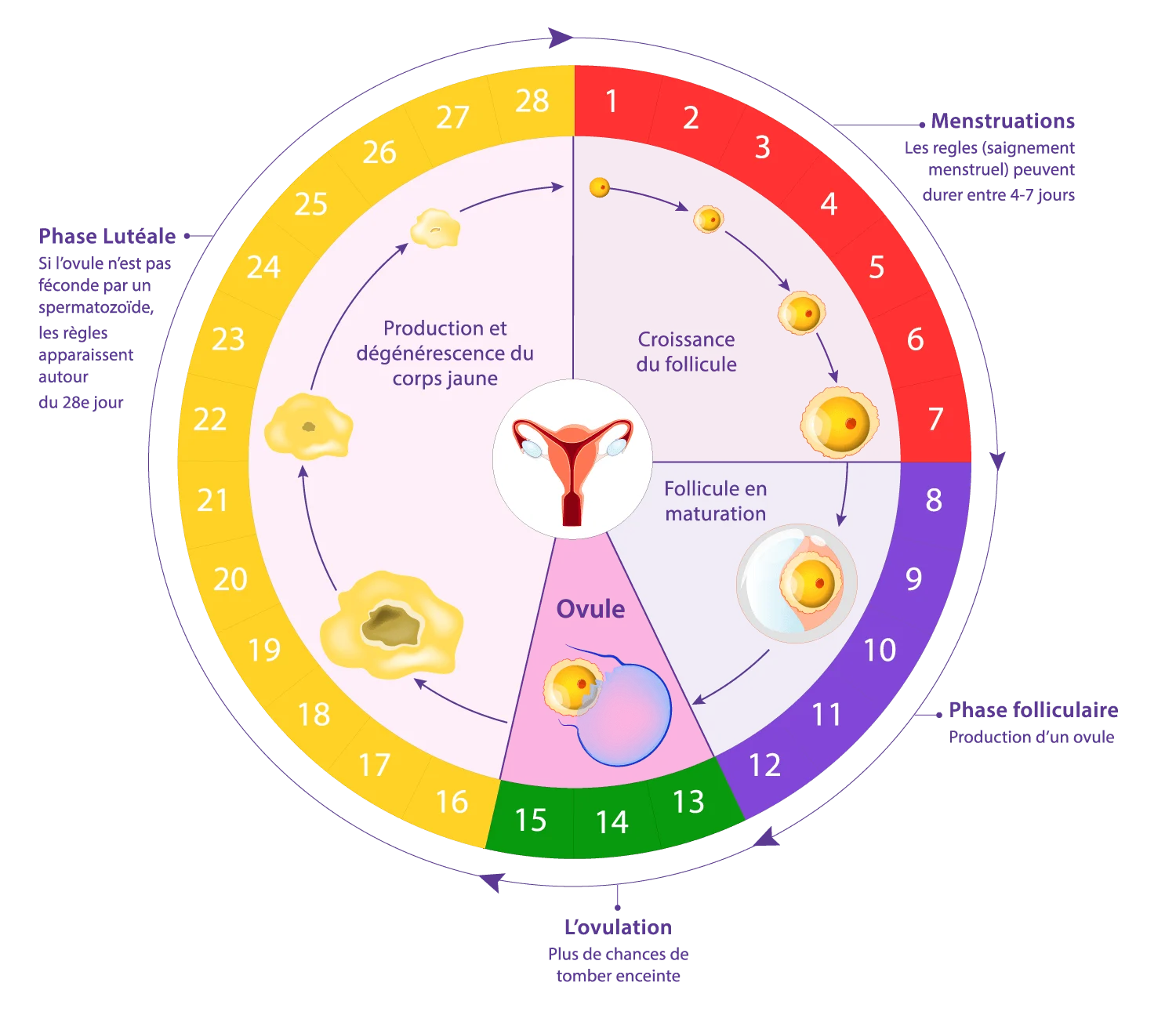 Schéma des différentes phases du cycle menstruel utilisé dans le diagnostic de fertilité chez IRIFIV Casablanca