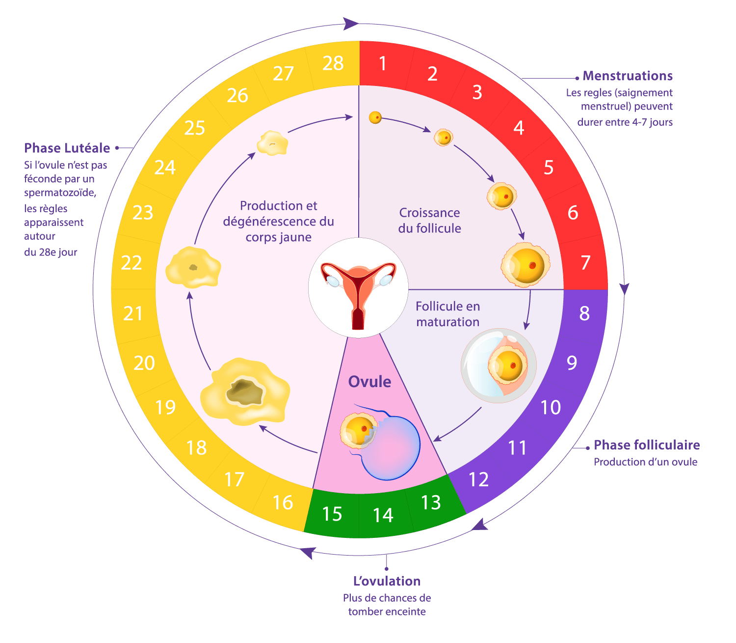 Illustration des phases du cycle menstruel féminin pour comprendre l’ovulation et la fertilité