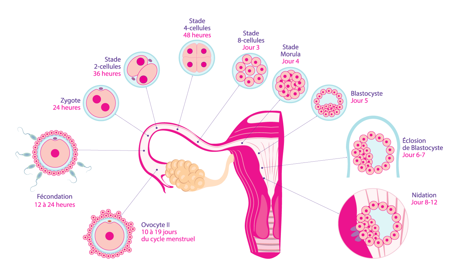 Schéma explicatif de la première semaine de grossesse et du développement embryonnaire