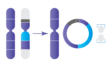Anomalie chromosomique : Chromosome en anneau