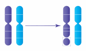 Anomalie chromosomique : Délétions génétiques