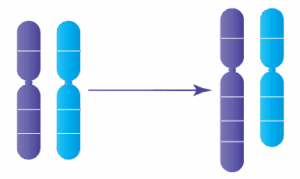 Anomalie chromosomique : Duplications génétiques