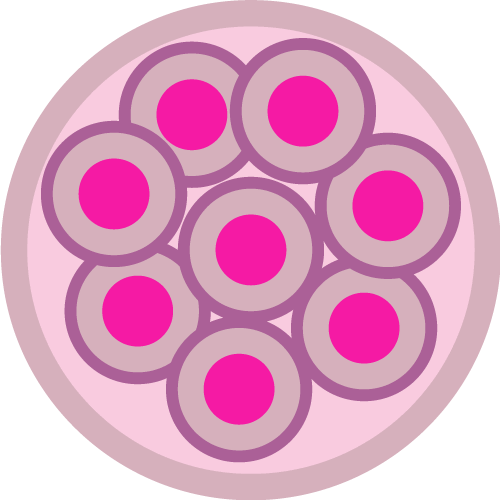 Embryon au jour 3 après fécondation in vitro - IRIFIV Casablanca