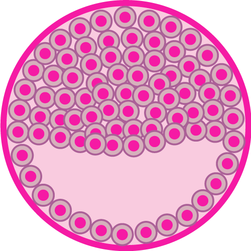 Blastocyste au jour 5 de développement embryonnaire - IRIFIV Casablanca