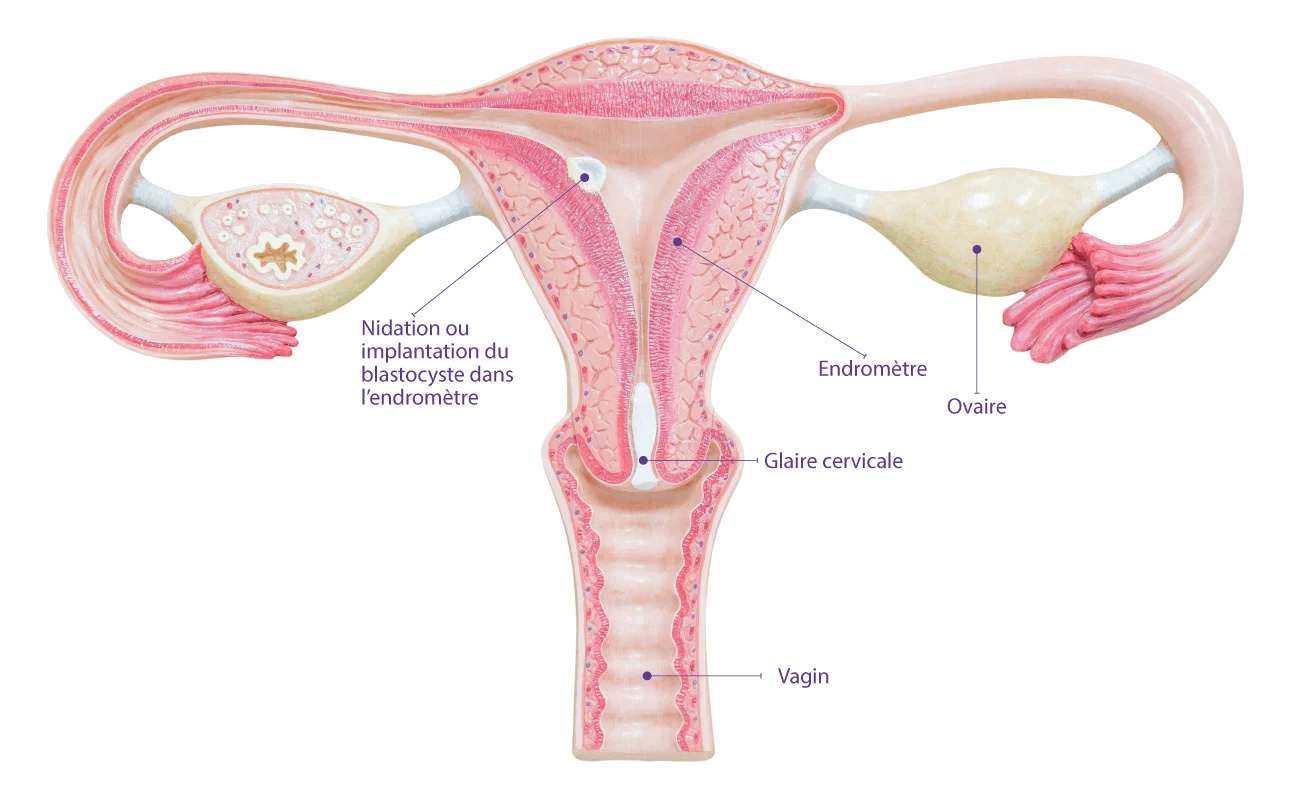 Implantation du blastocyste dans l'endomètre