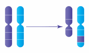 Anomalie chromosomique : Insertions