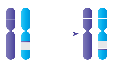 Anomalie chromosomique : Inversions paracentriques