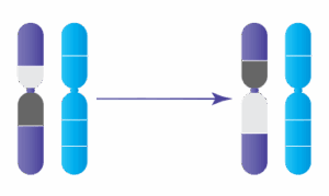 Anomalie chromosomique : Inversions péricentriques