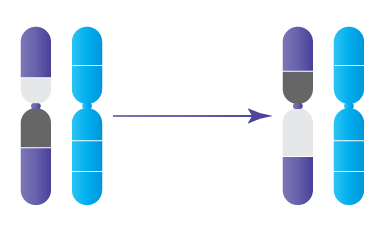 Anomalie chromosomique : Inversions péricentriques