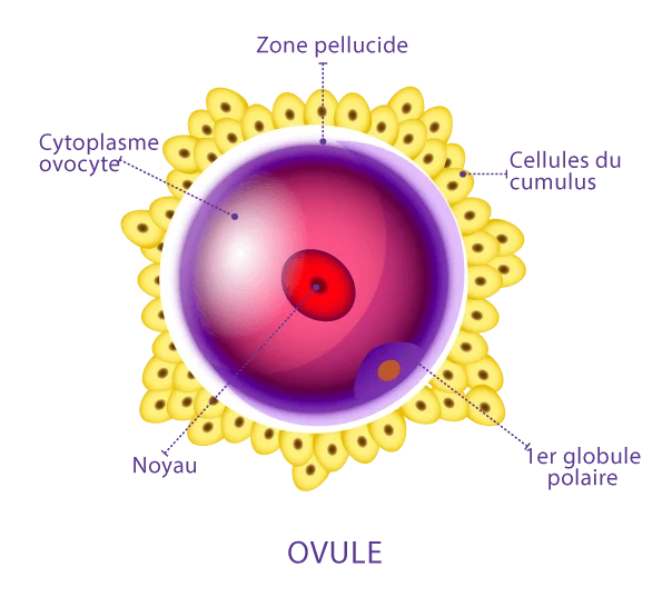 Schéma de la préparation des ovules avant une ICSI développé par IRIFIV Casablanca