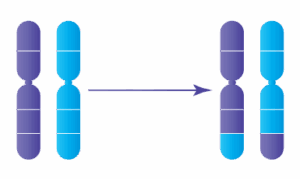 equilibree-irifiv.webp Anomalie chromosomique : Translocation réciproque équilibrée