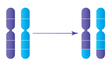 equilibree-irifiv.webp Anomalie chromosomique : Translocation réciproque équilibrée