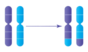 equilibree-irifiv.webp Anomalie chromosomique : Translocation réciproque équilibrée