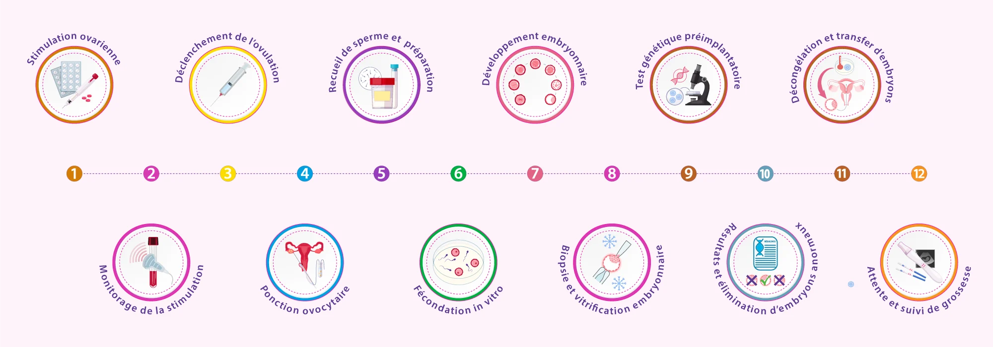Schéma du processus de FIV avec biopsie embryonnaire et test génétique préimplantatoire