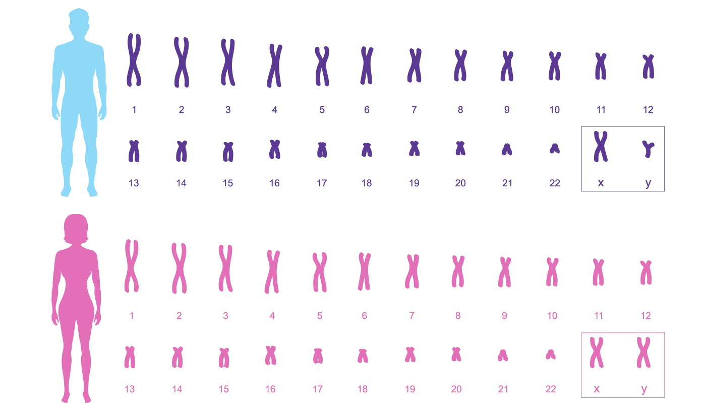 Caryotype humain normal montrant les 23 paires de chromosomes